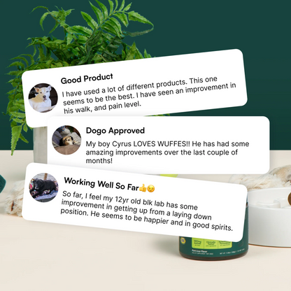Hip & Joint Supplement Chews for Dogs