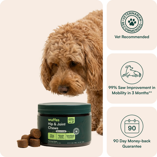 Hip & Joint Supplement Chews for Dogs